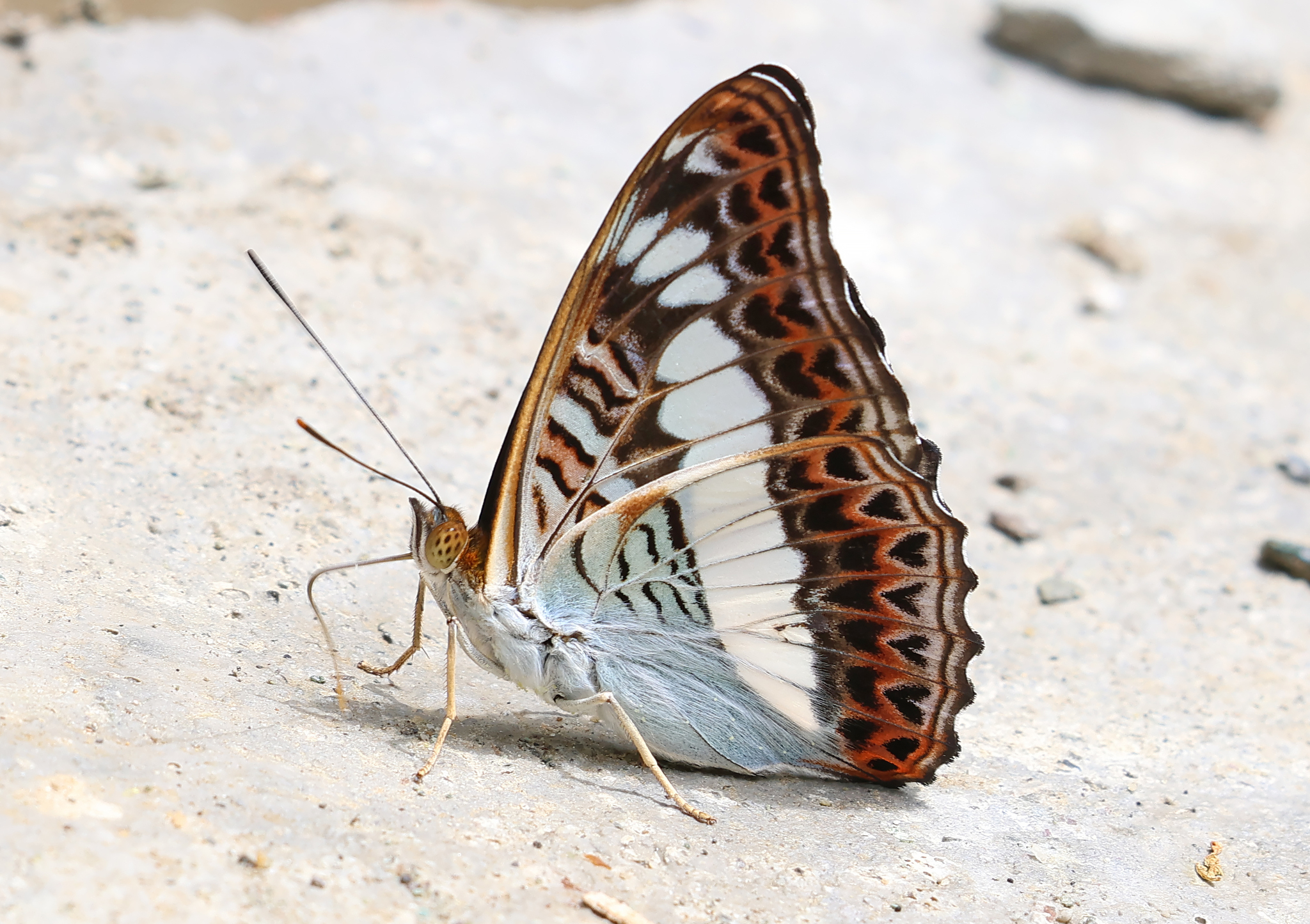 Scarce White Commodore