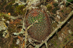 Mammillaria discolor