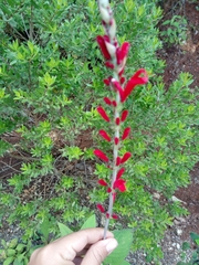 Salvia cinnabarina