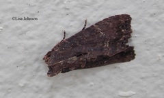 Dypterygia ordinarius