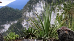 Agave univittata