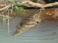Crocodylus suchus