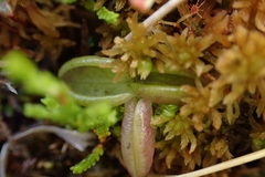 Pinguicula villosa