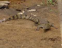 Crocodylus suchus