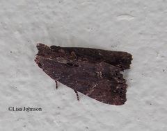 Dypterygia ordinarius