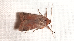 Agrochola haematidea