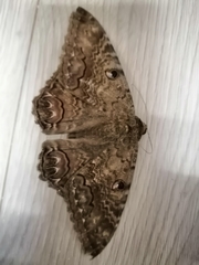 Ascalapha odorata