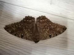 Ascalapha odorata