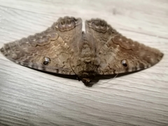 Ascalapha odorata