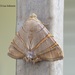 Eulepidotis addens - Photo (c) Lisa Johnson,  זכויות יוצרים חלקיות (CC BY-NC), uploaded by Lisa Johnson