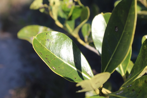 Congonha (Ilex theezans)