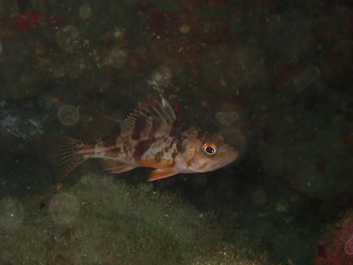 Calico rockfish (Sebastes dallii) — Sebastidae — 4