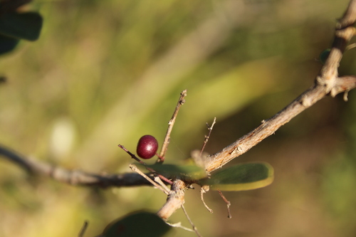 Pedra hume (Myrcia multiflora)