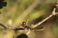 Myrcia multiflora