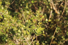 Myrcia multiflora, photograph (c) William G. Borges, some rights reserved (CC BY)