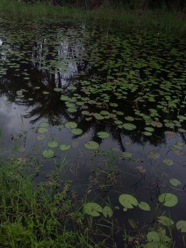 Egyptian white water-lily