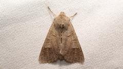 Ammoconia caecimacula