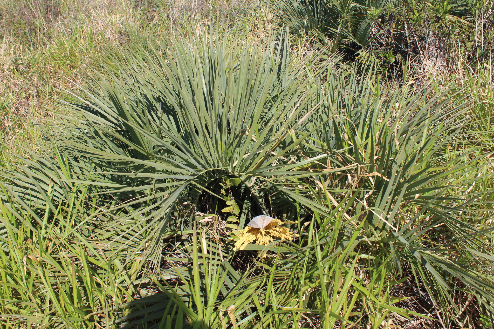 Butia catarinensis