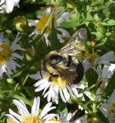 Melissodes dentiventris