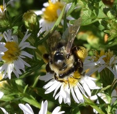 Melissodes dentiventris