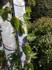 Humulus lupulus