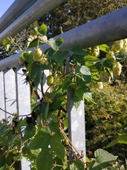 Humulus lupulus