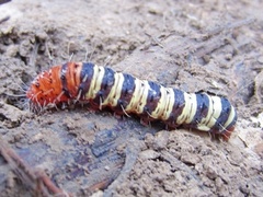 Pyrrhopyge