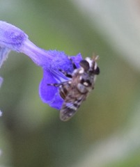 Copestylum tamaulipanum