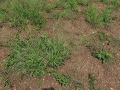 Leptochloa mucronata