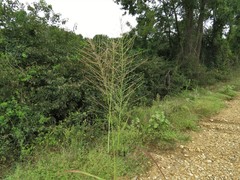 Leptochloa mucronata