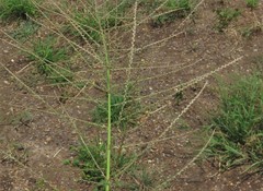 Leptochloa mucronata