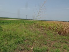 Leptochloa mucronata