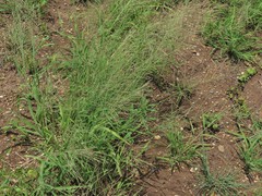 Leptochloa mucronata