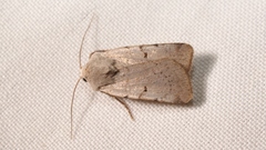 Chersotis margaritacea