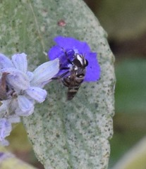 Copestylum tamaulipanum