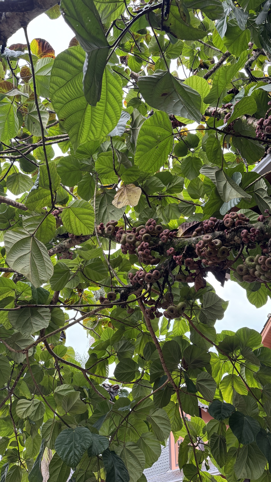 Ficus auriculata