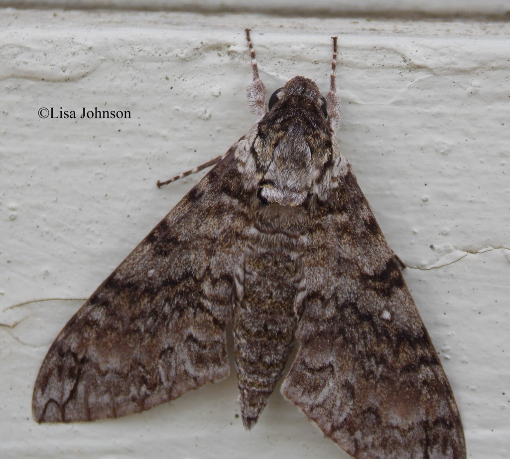 Manduca brontes