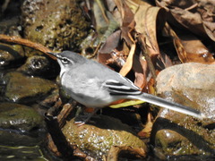 Motacilla clara