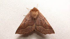 Crocallis tusciaria