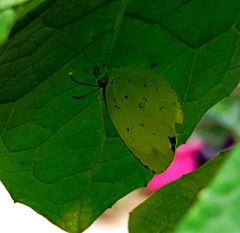 Eurema hecabe solifera