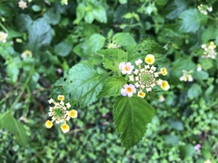 Lantana