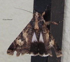 Melipotis famelica