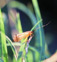 Anabolia