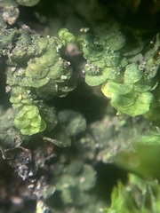 Frullania