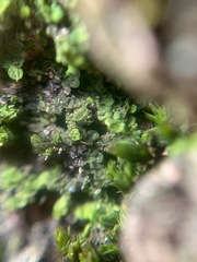 Frullania