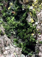 Frullania