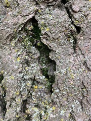 Frullania