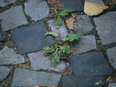 Plantago major