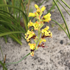 Tritoniopsis parviflora parviflora