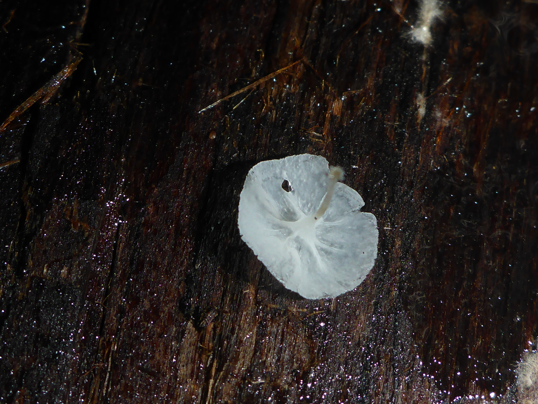 Micromphale sequoiae image